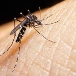 chikungunya