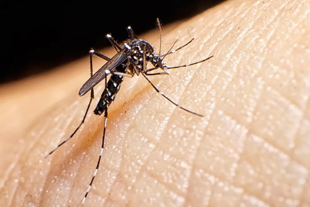 chikungunya
