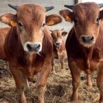 instalaciones-crianza-vacas-1200x793