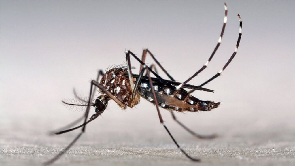 mosquito-dengue-portada_1000_1100