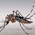 mosquito-dengue-portada_1000_1100