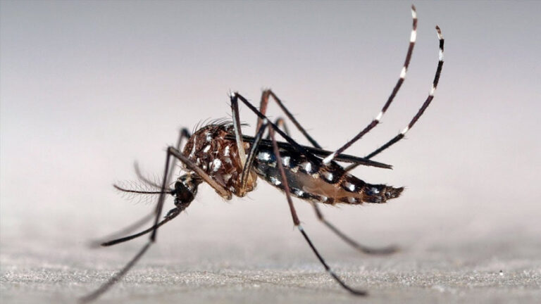 mosquito-dengue-portada_1000_1100