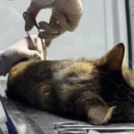 castracion-gatos-7-768x432